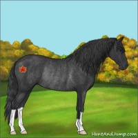 Horse Color:Unknown 