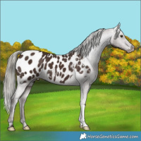 Horse Color:Liver Chestnut Mushroom Appaloosa 