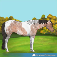 Horse Color:Brown Ice Tobiano