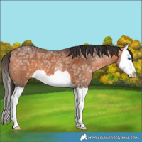 Horse Color:Bay Ice Splash 