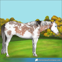 Horse Color:White Spotted Bay Ice Splash