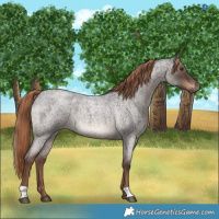 Horse Color:Liver Red Roan 