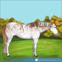 Horse Color:White Spotted Chestnut Splash Tobiano  and White Spotted Chestnut Splash Tobiano 