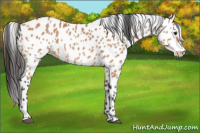 Horse Color:Bay Appaloosa 