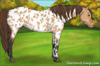Horse Color:Bay Dun Appaloosa 