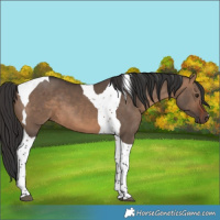Horse Color:Brown Dun Tobiano 