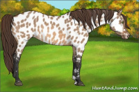 Horse Color:Bay Dun Appaloosa 