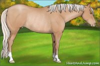 Horse Color:Silver Brown Pearl Rabicano 