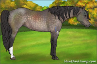 Horse Color:Platinum Buckskin 