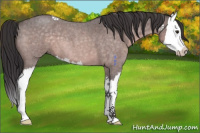 Horse Color:Platinum Buckskin Roan Splash 
