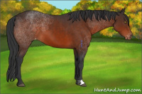 Horse Color:Brown Appaloosa 