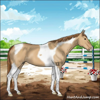 Horse Color:Red Dun Tobiano 