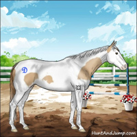 Horse Color:Red Dun Splash Tobiano 