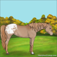 Horse Color:Chestnut Appaloosa 