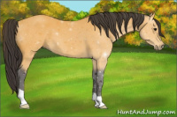Horse Color:Buckskin 
