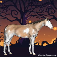 Horse Color:Bay Splash