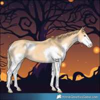 Horse Color:Chestnut Splash 