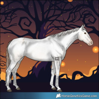 Horse Color:Bay Dun Appaloosa 