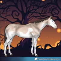 Horse Color:Amber Champagne Splash