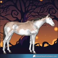 Horse Color:Bay Roan Splash 