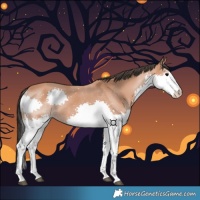 Horse Color:Bay Splash Rabicano