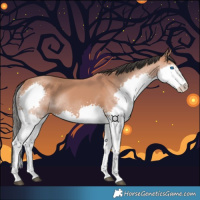 Horse Color:Bay Splash Rabicano