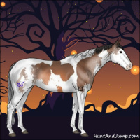 Horse Color:Bay Splash Tobiano 