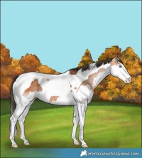 Horse Color:Bay Splash Tobiano