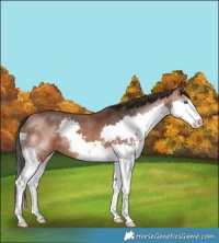 Horse Color:Bay Splash 