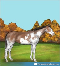 Horse Color:Bay Splash 