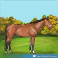 Horse Color:Bay 