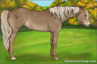 Horse Color:Chocolate Palomino 