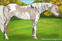 Horse Color:White Spotted Liver Red Dun Mushroom 