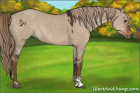 Horse Color:Liver Red Dun Sabino 