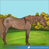 Horse Color:Liver Red Dun 
