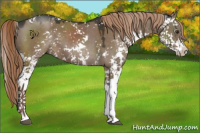 Horse Color:Liver Red Dun Sabino 