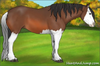 Horse Color:Bay Splash 