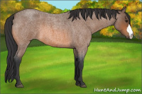 Horse Color:Bay Roan 