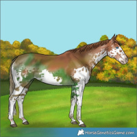 Horse Color:Chestnut Splash 