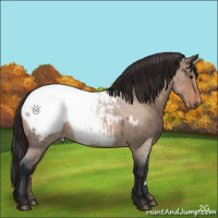 Horse Color:Bay Roan Dun Appaloosa 