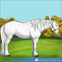 Horse Color:White Spotted Silver Brown Pearl Near Leopard 