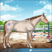 Horse Color:Red Dun Roan 