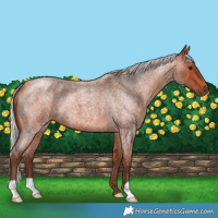 Horse Color:Silver Bay Roan
