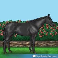 Horse Color:Black 
