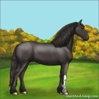 Horse Color:Smoky Black 