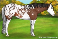 Horse Color:Bay Splash Appaloosa