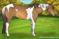 Horse Color:Buckskin Tobiano Appaloosa 