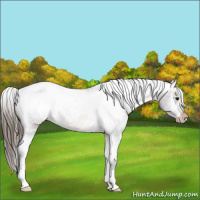 Horse Color:Brown Appaloosa Rabicano 