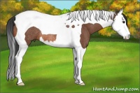 Horse Color:Bay Splash Tobiano Rabicano 