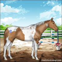 Horse Color:Chestnut Tobiano